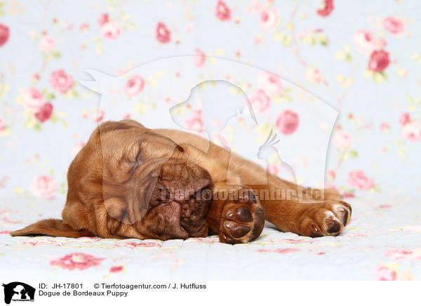 Bordeauxdogge Welpe / Dogue de Bordeaux Puppy / JH-17801