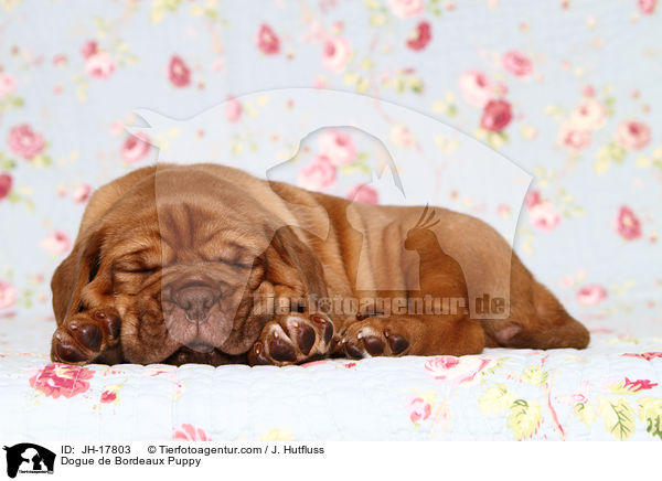 Bordeauxdogge Welpe / Dogue de Bordeaux Puppy / JH-17803