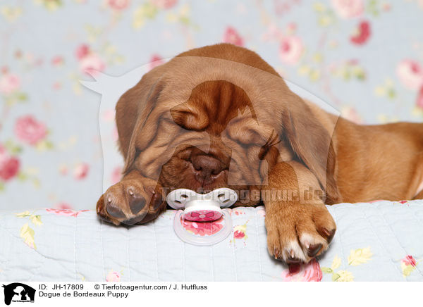 Bordeauxdogge Welpe / Dogue de Bordeaux Puppy / JH-17809