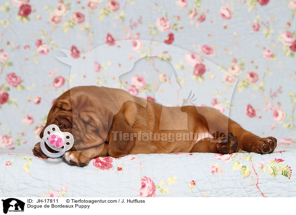 Bordeauxdogge Welpe / Dogue de Bordeaux Puppy / JH-17811