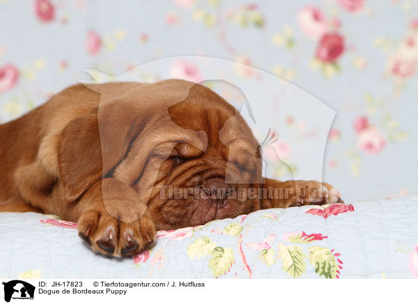 Bordeauxdogge Welpe / Dogue de Bordeaux Puppy / JH-17823