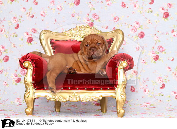 Bordeauxdogge Welpe / Dogue de Bordeaux Puppy / JH-17841