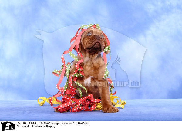 Bordeauxdogge Welpe / Dogue de Bordeaux Puppy / JH-17845