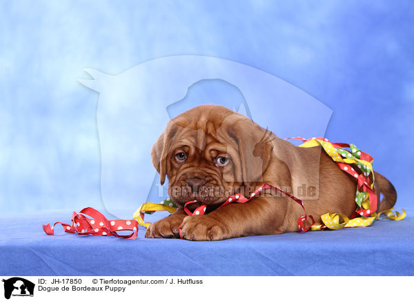 Bordeauxdogge Welpe / Dogue de Bordeaux Puppy / JH-17850