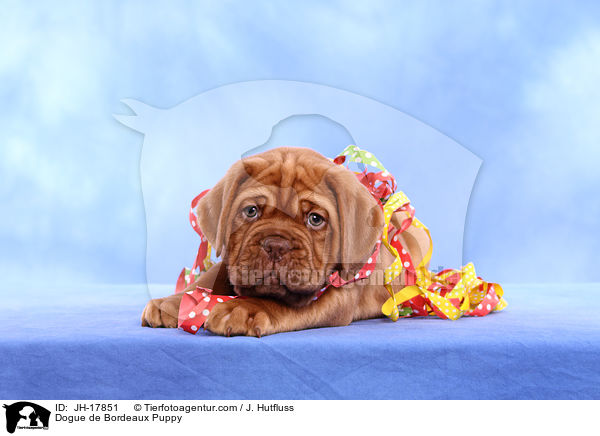 Bordeauxdogge Welpe / Dogue de Bordeaux Puppy / JH-17851