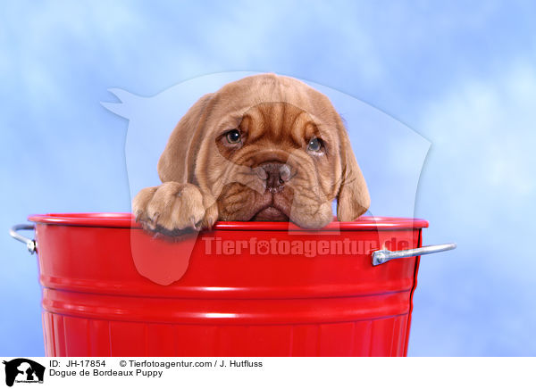 Bordeauxdogge Welpe / Dogue de Bordeaux Puppy / JH-17854