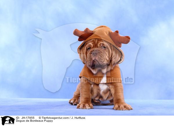 Bordeauxdogge Welpe / Dogue de Bordeaux Puppy / JH-17855