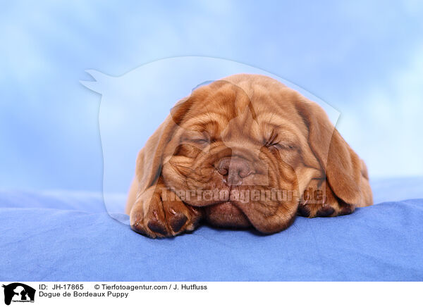 Bordeauxdogge Welpe / Dogue de Bordeaux Puppy / JH-17865