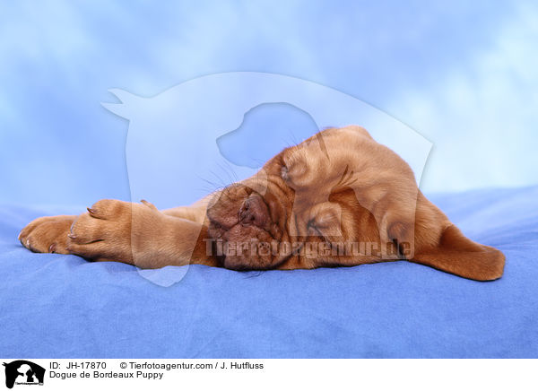 Bordeauxdogge Welpe / Dogue de Bordeaux Puppy / JH-17870