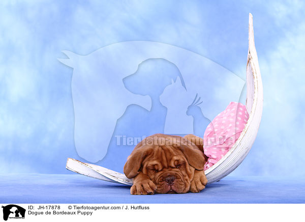 Bordeauxdogge Welpe / Dogue de Bordeaux Puppy / JH-17878