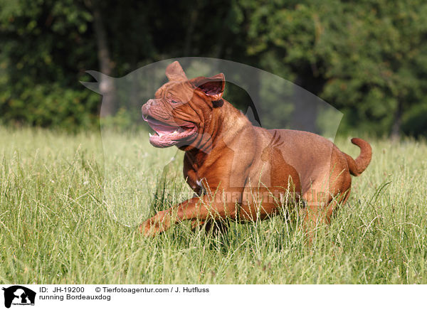 rennende Bordeauxdogge / running Bordeauxdog / JH-19200