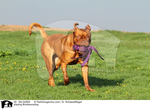 spielende Bordeauxdogge / playing Bordeauxdog / SS-32894