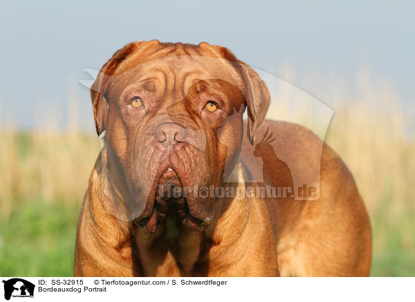 Bordeauxdog Portrait / SS-32915