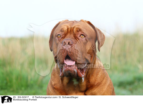 Bordeauxdog Portrait / SS-32917
