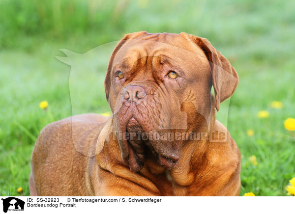 Bordeauxdog Portrait / SS-32923