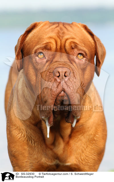 Bordeauxdogge Portrait / Bordeauxdog Portrait / SS-32930