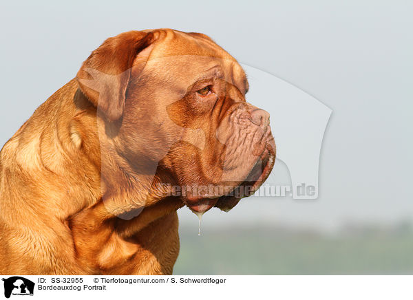 Bordeauxdogge Portrait / Bordeauxdog Portrait / SS-32955