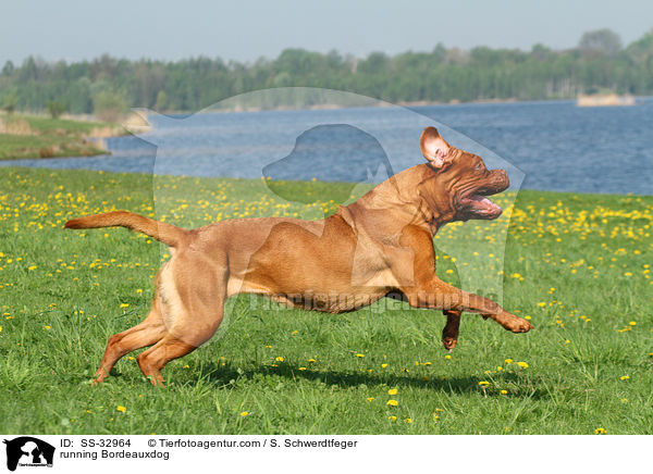 rennende Bordeauxdogge / running Bordeauxdog / SS-32964