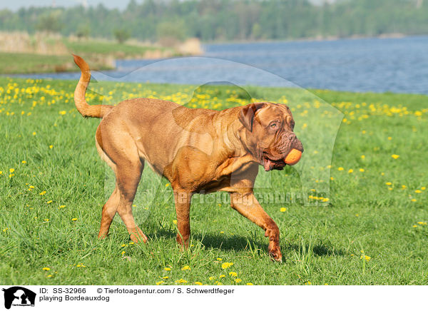 spielende Bordeauxdogge / playing Bordeauxdog / SS-32966