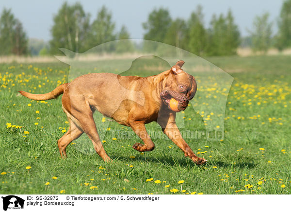 spielende Bordeauxdogge / playing Bordeauxdog / SS-32972