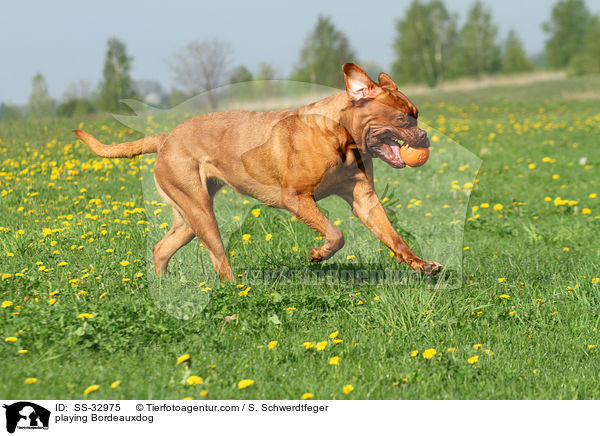 spielende Bordeauxdogge / playing Bordeauxdog / SS-32975