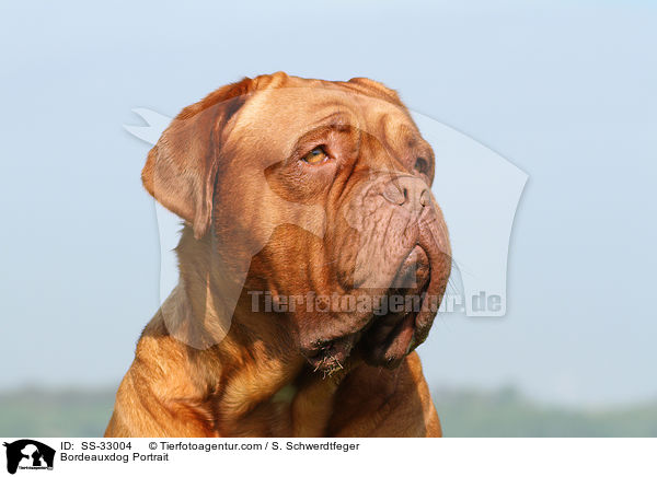 Bordeauxdogge Portrait / Bordeauxdog Portrait / SS-33004