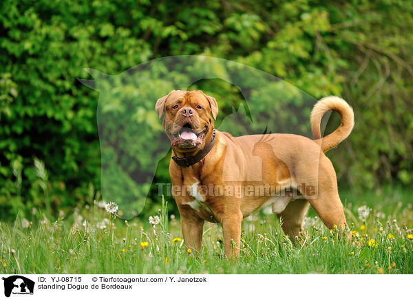 stehende Bordeauxdogge / standing Dogue de Bordeaux / YJ-08715