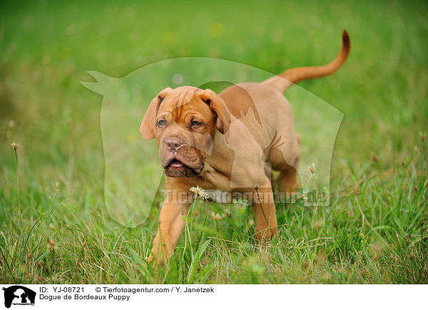 Bordeauxdogge Welpe / Dogue de Bordeaux Puppy / YJ-08721