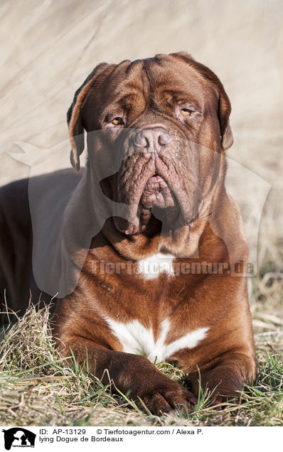 liegende Bordeauxdogge / lying Dogue de Bordeaux / AP-13129