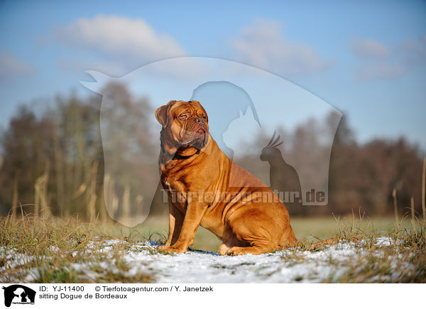 sitzende Bordeauxdogge / sitting Dogue de Bordeaux / YJ-11400