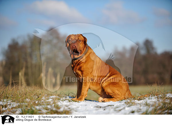 sitzende Bordeauxdogge / sitting Dogue de Bordeaux / YJ-11401