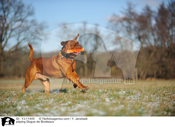 spielende Bordeauxdogge / playing Dogue de Bordeaux / YJ-11405