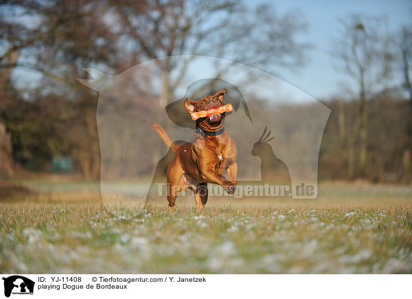 spielende Bordeauxdogge / playing Dogue de Bordeaux / YJ-11408