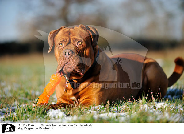 liegende Bordeauxdogge / lying Dogue de Bordeaux / YJ-11423