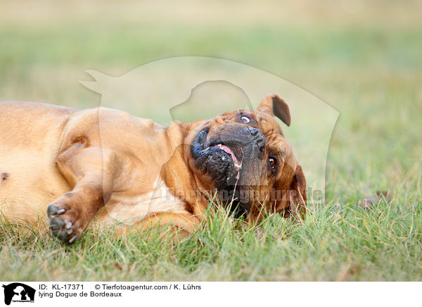 liegende Bordeauxdogge / lying Dogue de Bordeaux / KL-17371