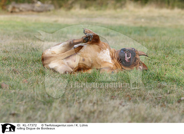 Bordeauxdogge wlzt sich / rolling Dogue de Bordeaux / KL-17372