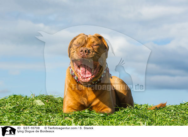 liegende Bordeauxdogge / lying Dogue de Bordeaux / SST-16708