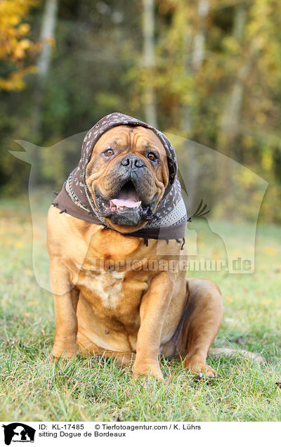 sitzende Bordeauxdogge / sitting Dogue de Bordeaux / KL-17485