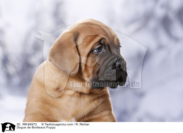 Bordeauxdogge Welpe / Dogue de Bordeaux Puppy / RR-86972