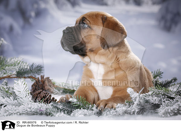 Bordeauxdogge Welpe / Dogue de Bordeaux Puppy / RR-86976