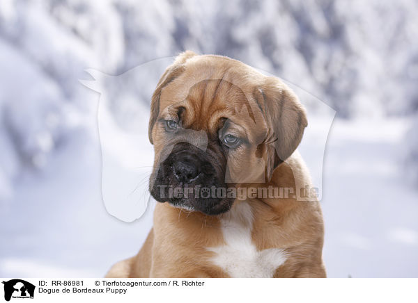 Bordeauxdogge Welpe / Dogue de Bordeaux Puppy / RR-86981