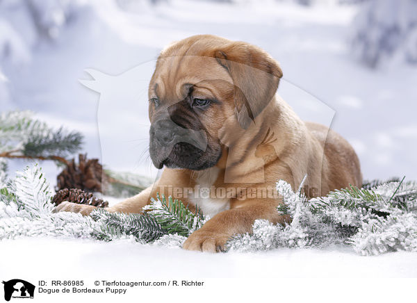 Bordeauxdogge Welpe / Dogue de Bordeaux Puppy / RR-86985