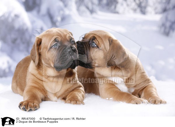 2 Bordeauxdogge Welpen / 2 Dogue de Bordeaux Puppies / RR-87000