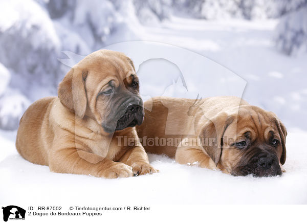 2 Bordeauxdogge Welpen / 2 Dogue de Bordeaux Puppies / RR-87002