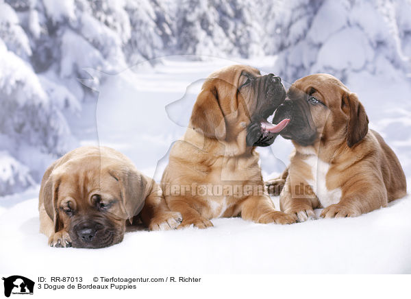 3 Bordeauxdogge Welpen / 3 Dogue de Bordeaux Puppies / RR-87013