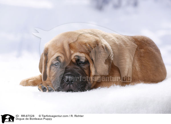 Bordeauxdogge Welpe / Dogue de Bordeaux Puppy / RR-87028