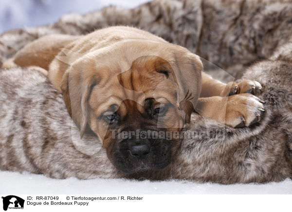 Bordeauxdogge Welpe / Dogue de Bordeaux Puppy / RR-87049