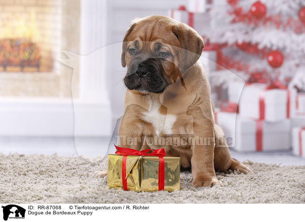 Bordeauxdogge Welpe / Dogue de Bordeaux Puppy / RR-87068