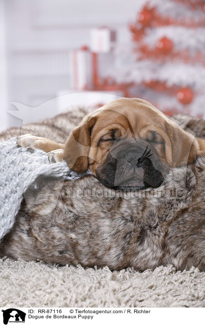 Bordeauxdogge Welpe / Dogue de Bordeaux Puppy / RR-87116