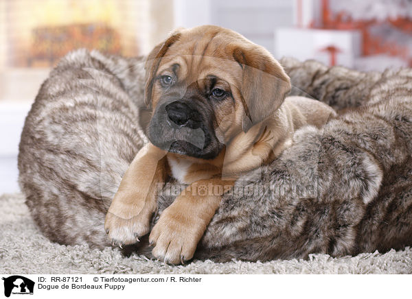 Bordeauxdogge Welpe / Dogue de Bordeaux Puppy / RR-87121